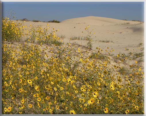 Monahans Sandhills